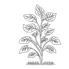 Delicate plant illustration in monochrome, showcasing nature's elegant simplicity