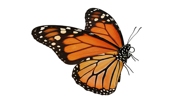 A close up view of a monarch butterfly with orange and black wings on a black background image - Powered by Adobe