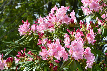 セイヨウシャクナゲ「フィリス・コーン」	