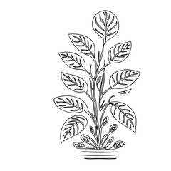 Elegant line drawing of a potted calathea plant showcasing leaf patterns in a minimalist style