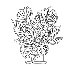 Monochrome botanical illustration of a potted prayer plant with bold outlines