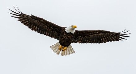 A bald eagle soars through the sky with its wings fully extended against a white background above us