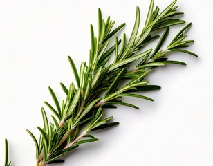 Fototapeta premium Rosemary isolated on white background, Top view, generative ai