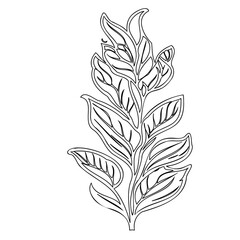 Botanical illustration featuring detailed leaves and stem in graphic style drawing
