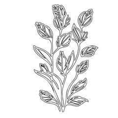 Elegant botanical line art depicting clustered leaves on slender branches drawing