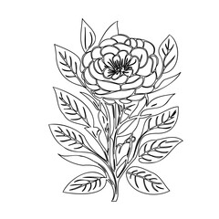 Elegant botanical line art featuring a camellia and foliage for coloring books