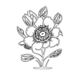 Detailed floral outline illustration evoking classic botanical artistry style