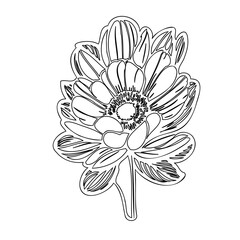 Elegant floral line art illustration with delicate details and botanical charm