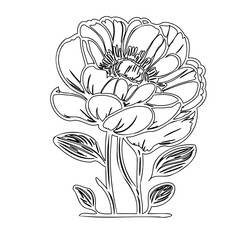 Blooming floral artwork featuring an outlined peony design on a white backdrop