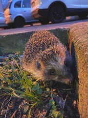 hedgehog in the grass