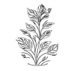 Elegant Botanical Illustration: Leafy Plant Isolated on White Background