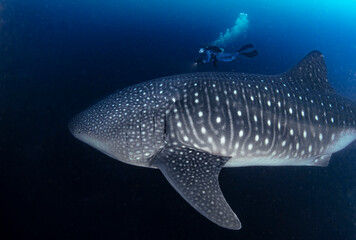 Whale Shark Swimming Gracefully in the Open Ocean