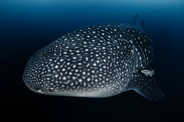 Whale Shark Swimming Gracefully in the Open Ocean