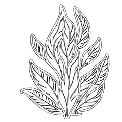 Detailed botanical illustration of elegant leaf formation against white backdrop