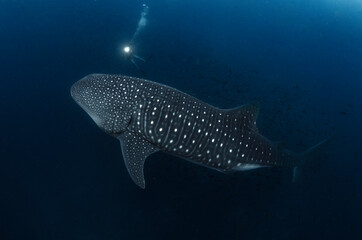 Whale Shark Swimming Gracefully in the Open Ocean