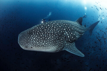Whale Shark Swimming Gracefully in the Open Ocean