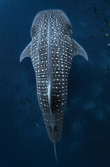 Whale Shark Swimming Gracefully in the Open Ocean