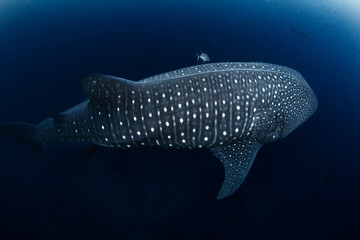 Whale Shark Swimming Gracefully in the Open Ocean