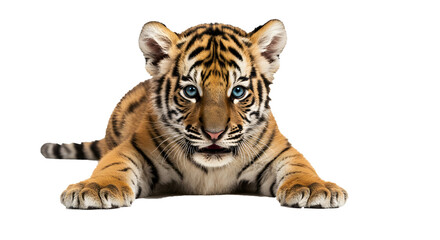 Fototapeta premium tiger isolated on white background