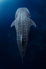 Whale Shark Swimming Gracefully in the Open Ocean