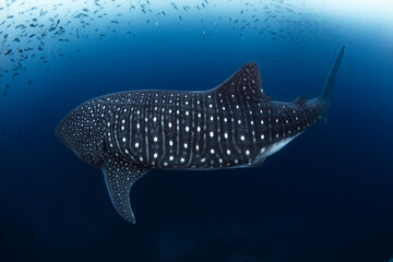 Whale Shark Swimming Gracefully in the Open Ocean