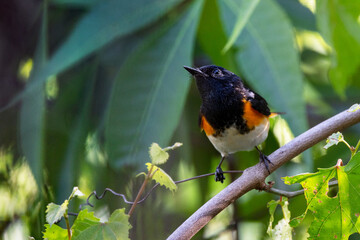 An American redstart (Setophaga ruticilla) in Sarasota, Florida