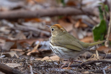 Ovenbird (Seiurus aurocapilla) in Sarasota Florida