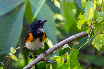 An American redstart (Setophaga ruticilla) in Sarasota, Florida