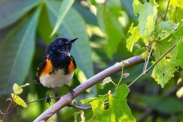 An American redstart (Setophaga ruticilla) in Sarasota, Florida