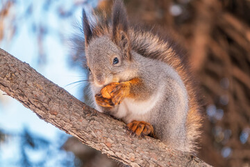 The squirrel with nut sits on tree in the winter or late autumn