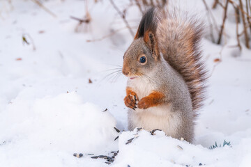 Portrait of a squirrel in winter on white snow background