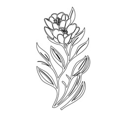 Elegant floral illustration featuring delicate blooms and intricate leaf details