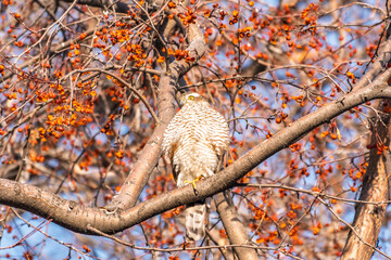 A Eurasian sparrowhawk perched on a branch of a tree outdoors.