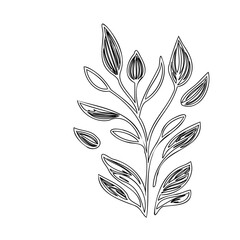 Elegant botanical illustration, delicate black outline on crisp white background showcasing botanical art