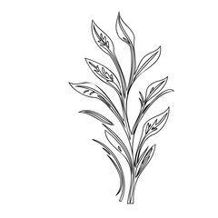 Elegant botanical drawing: a stylized plant with delicate linework design