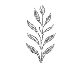 Minimalist botanical illustration of a delicate plant on a plain background