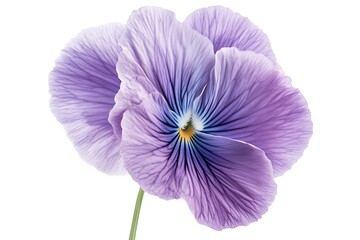 Close-up of a light purple pansy flower on white background, isolated, for nature or floral design projects