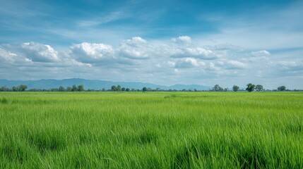 Obraz premium A wide landscape with fresh green rice fields, Sunshine and blue sky