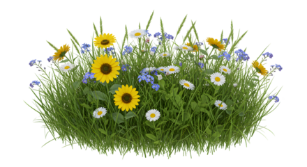 Wildflower Meadow with Daisies and Sunflowers Growing in Grass