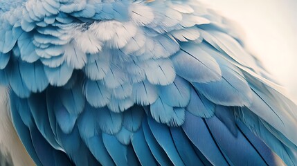 Obraz premium close up of a white bird wing with soft light and blue background