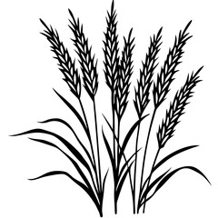 wheat ears isolated on white