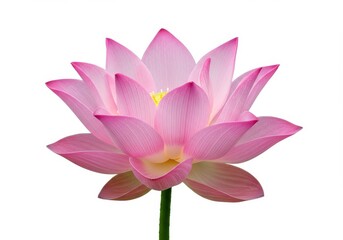 A top down view of a glass filled with white liquid against a plain white surface in simple studio shot