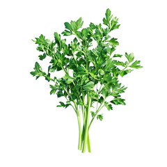  [Transparent Background PNG] Fresh celery isolated. 