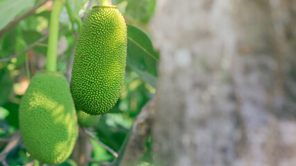 Jackfruit Orchard Scene: Two jackfruit hanging on tree branch captured close-up, demonstrating the...