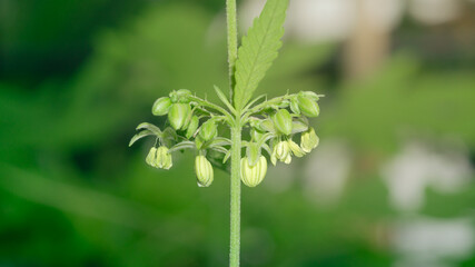 Cannabis male flower with polen,Pollen from hemp male plants is used to produce seeds,High...