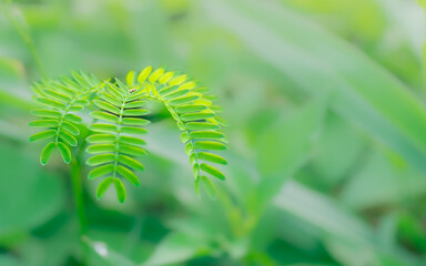 Tender Green Leaf Emergence: A close-up study of a vibrant, fresh green leaf unfurling, demonstrating the exquisite details of nature's design and the rejuvenation of life.