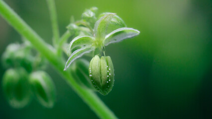 Cannabis male flower with polen,Pollen from hemp male plants is used to produce seeds,High resolution photo,macro photo,cover page