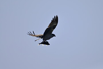 Osprey in flight, Osprey flying in the sky, Osprey, an Osprey that caught a fish