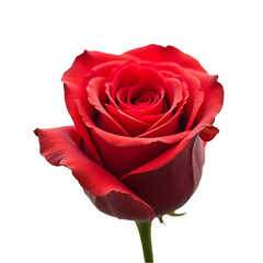 Red rose isolated on transparent background PNG