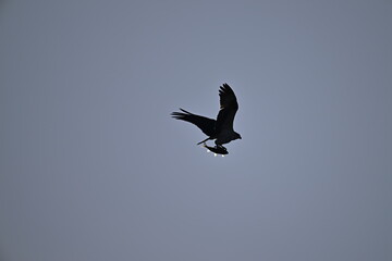 Osprey flying in the sky, Osprey, an Osprey that caught a fish
